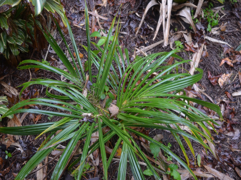 Beccariophoenix madagascariensis, form, Harry P. Leu Gardens, Orlando, Florida, United States of America.